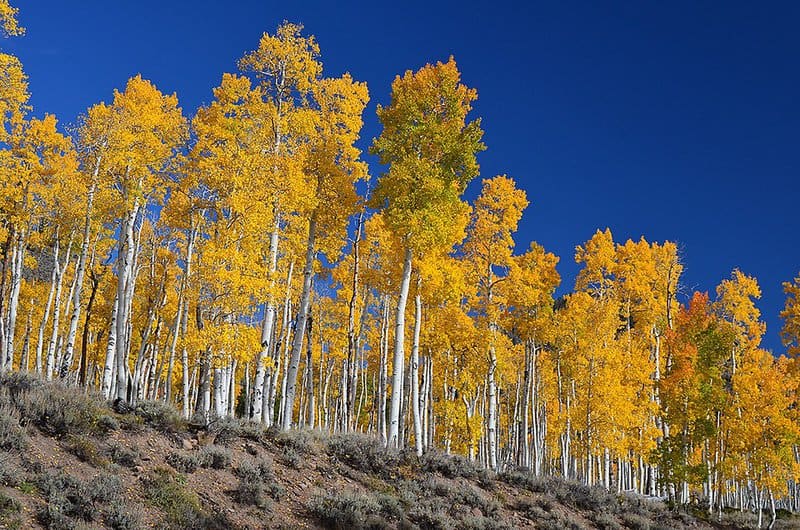13 Trees That Completely Break the Rules of Biology