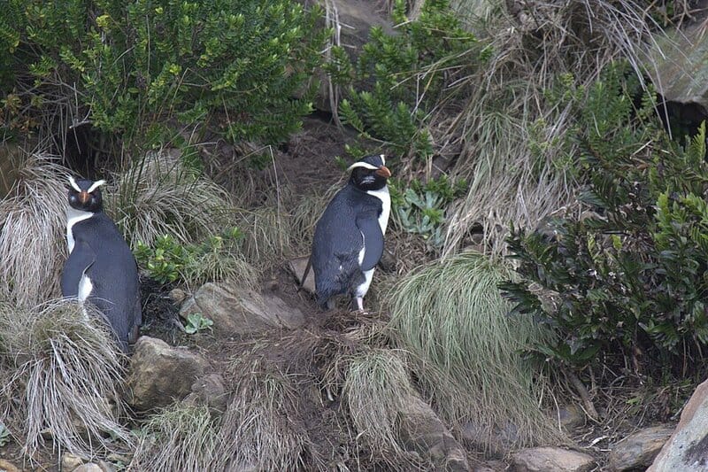 13 Penguin Species With Superpowers You Never Knew Existed