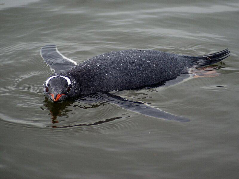 13 Penguin Species With Superpowers You Never Knew Existed
