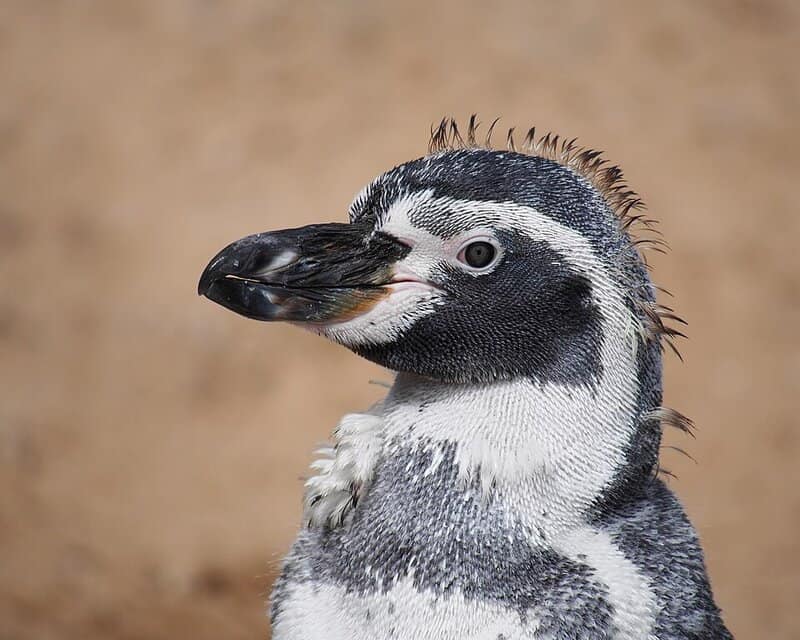 13 Penguin Species With Superpowers You Never Knew Existed