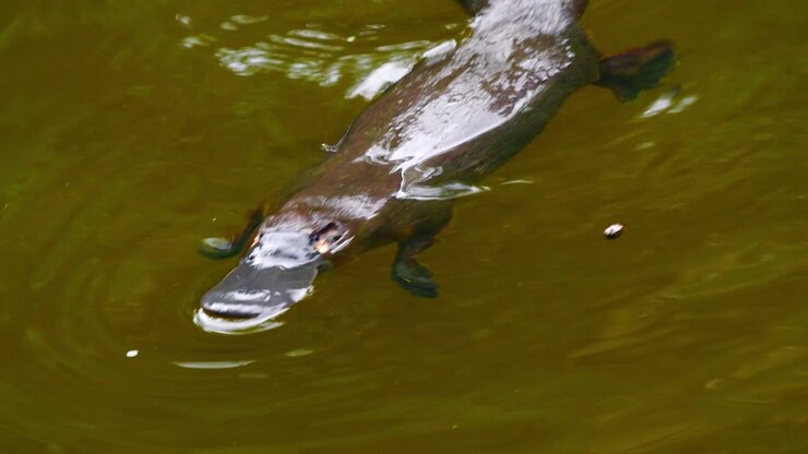 15 Hidden Genetic Links Between You and Animals You’d Never Expect