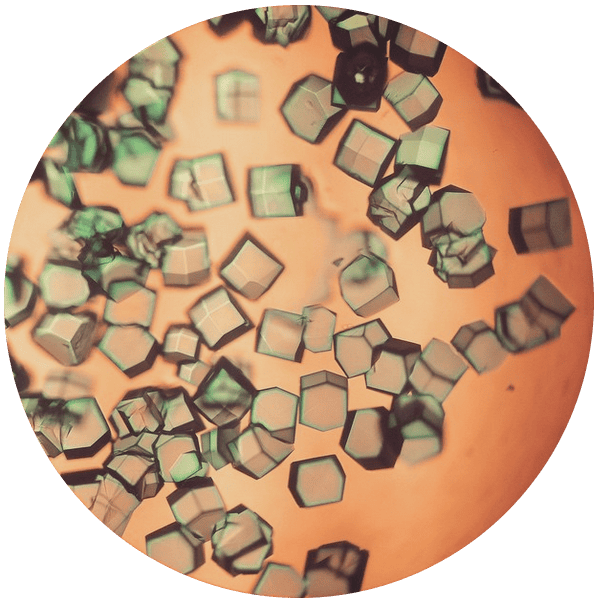 10 Forgotten Discoveries by Alexander Fleming That Have Nothing to Do With Penicillin