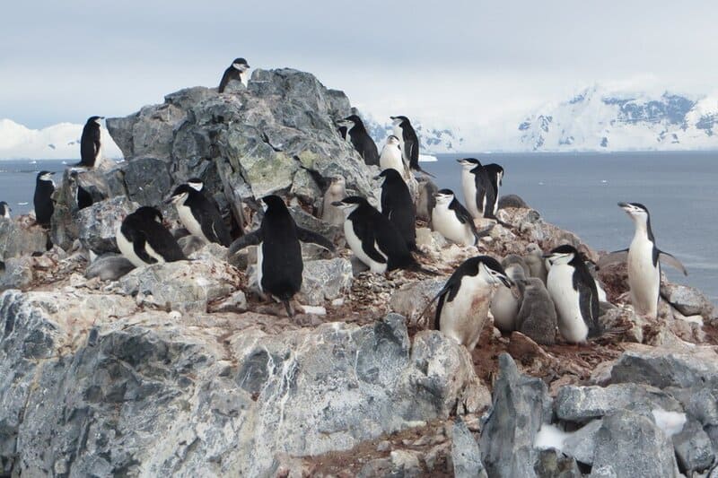13 Penguin Species With Superpowers You Never Knew Existed