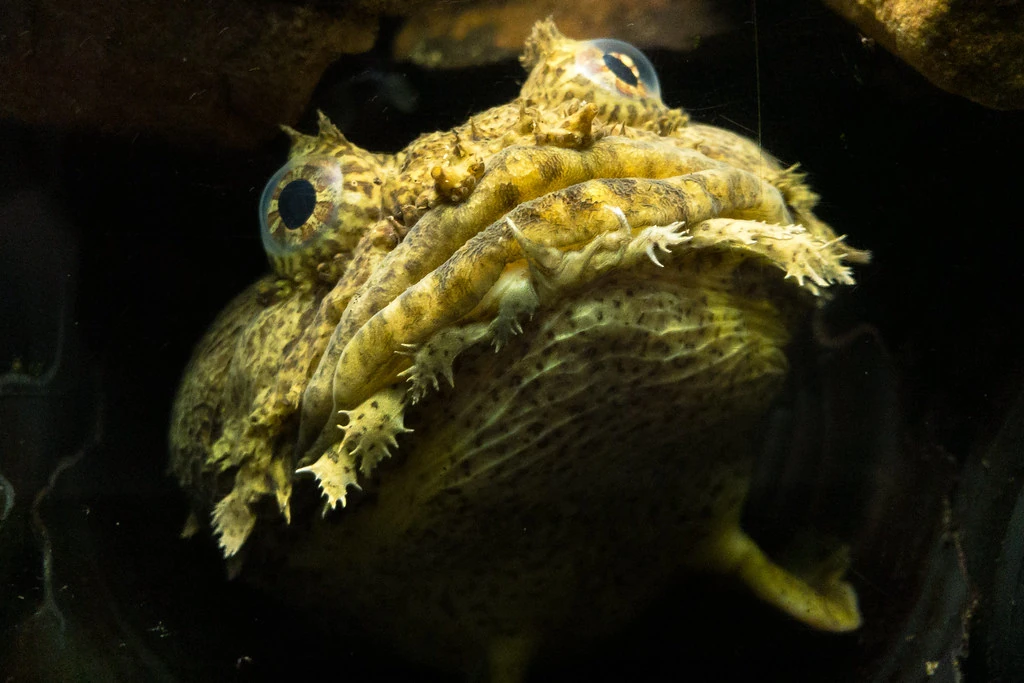 15 Bizarre Ways Marine Life Uses Sound, Light, and Electricity to Communicate