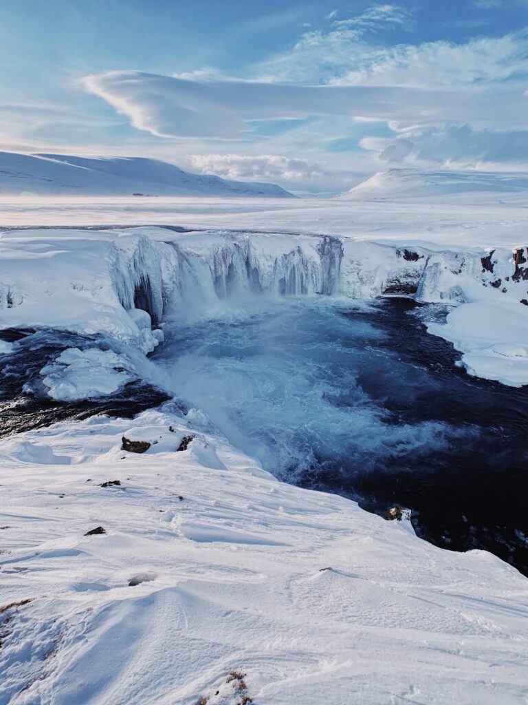 14 Strange Animals Thriving Near the North Pole Against All Odds