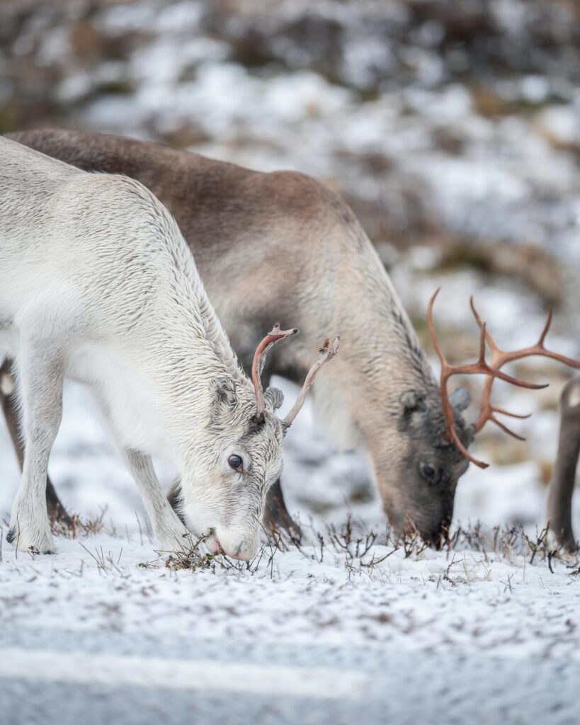 11 Real Reindeer Behaviors That Inspired Holiday Folklore