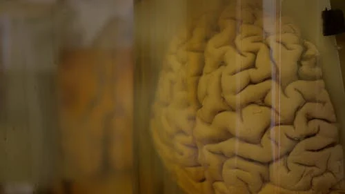 10 Things We Just Learned About the Human Brain (Thanks to AI)