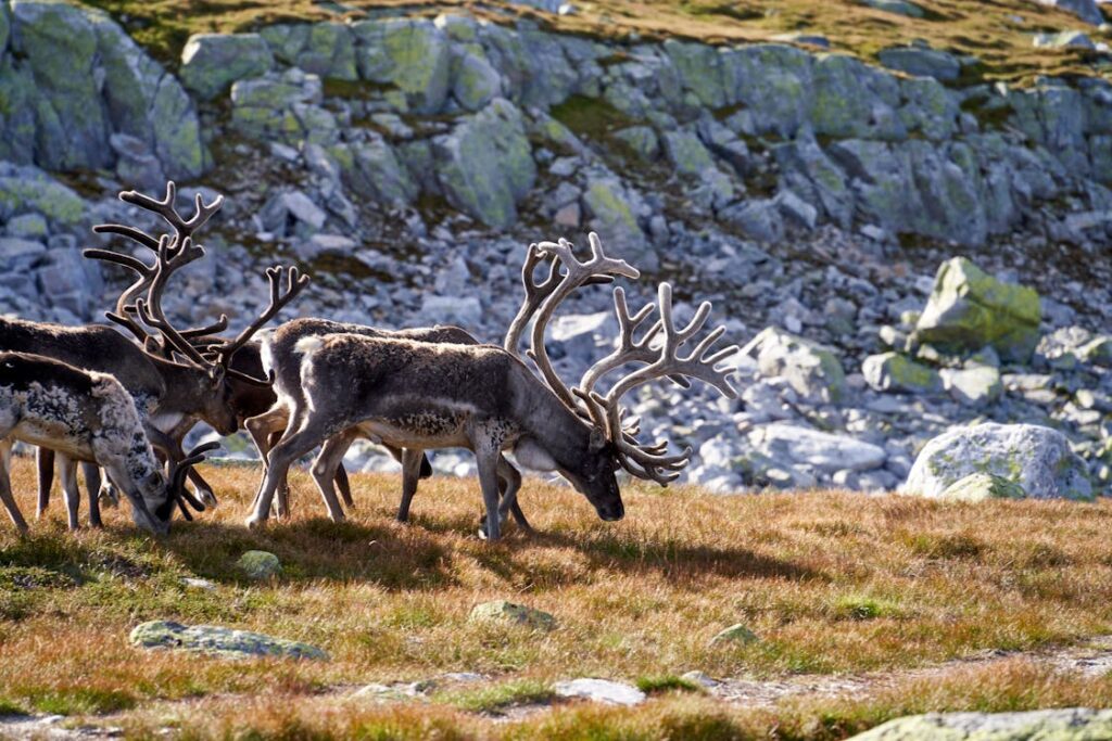 11 Real Reindeer Behaviors That Inspired Holiday Folklore