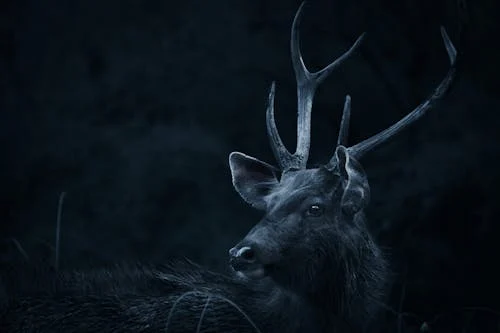 11 Real Reindeer Behaviors That Inspired Holiday Folklore
