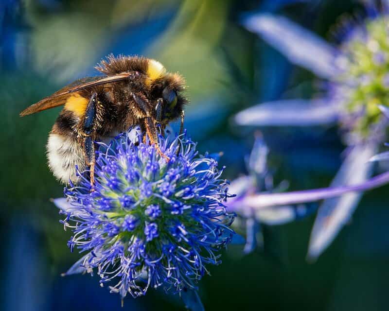 11 Astonishing Ways Bees Are Smarter Than You Think