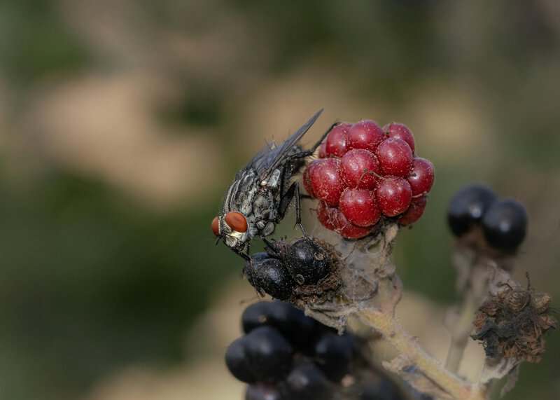 15 Hidden Genetic Links Between You and Animals You’d Never Expect