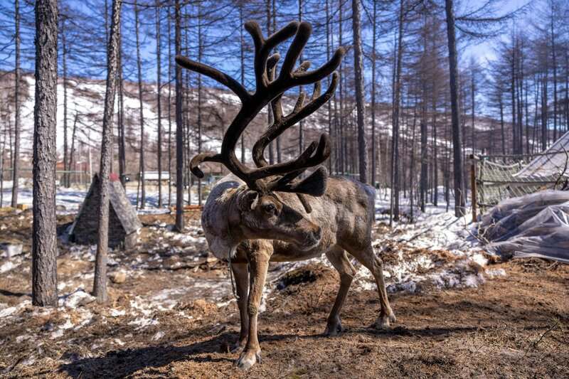 11 Real Reindeer Behaviors That Inspired Holiday Folklore