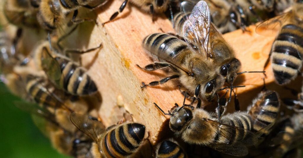 11 Astonishing Ways Bees Are Smarter Than You Think