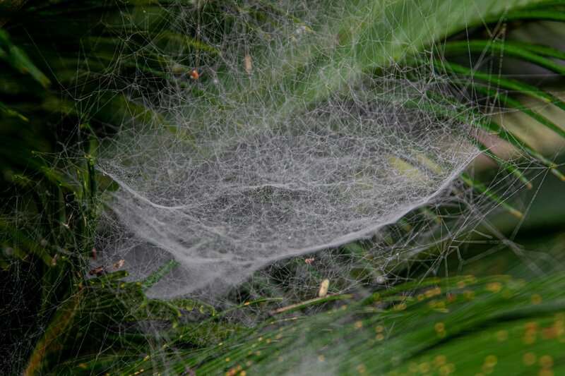 9 Times Nature Solved a Problem Before Scientists Could