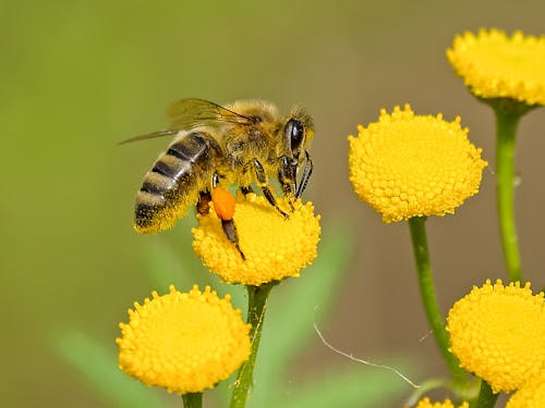 11 Astonishing Ways Bees Are Smarter Than You Think