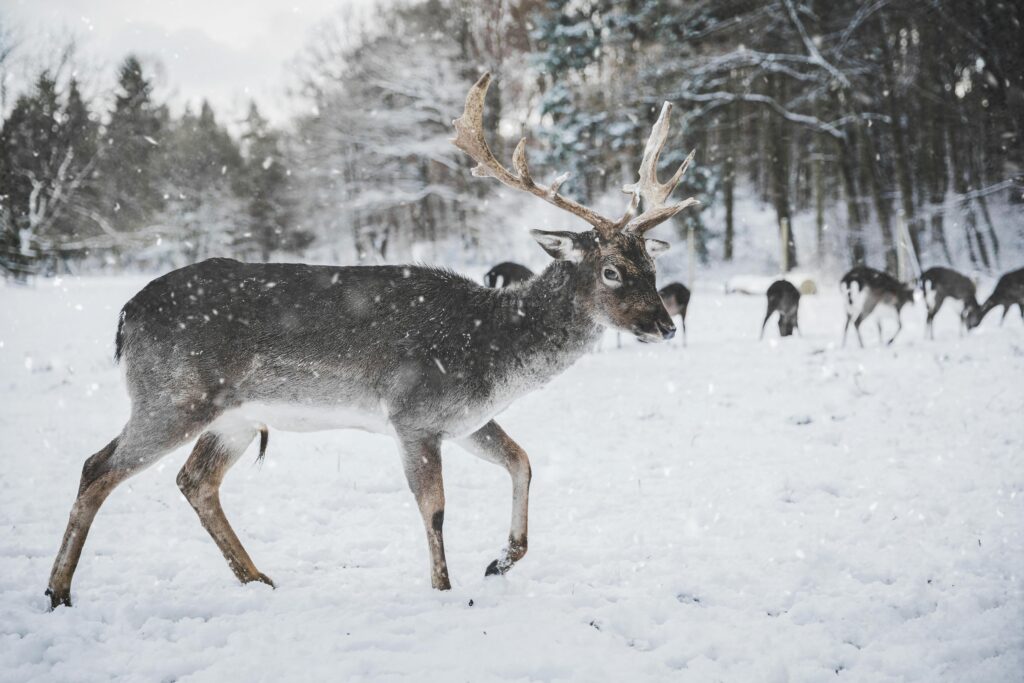 11 Real Reindeer Behaviors That Inspired Holiday Folklore