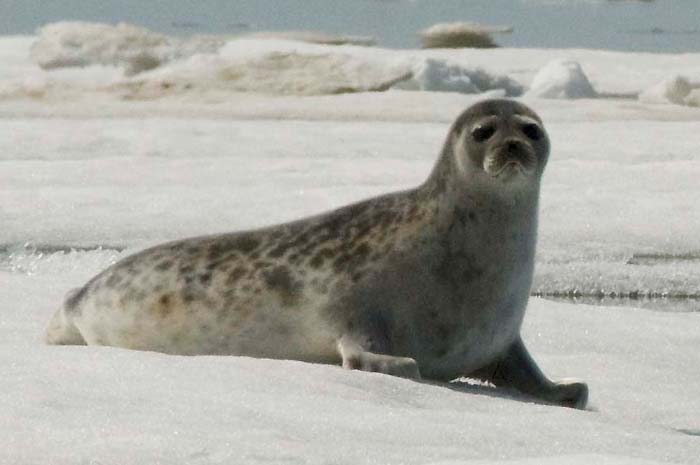 14 Strange Animals Thriving Near the North Pole Against All Odds