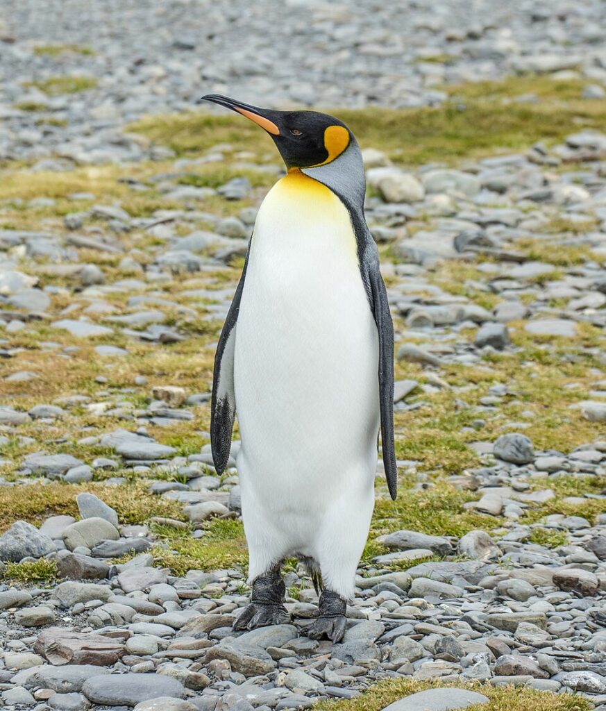 13 Penguin Species With Superpowers You Never Knew Existed