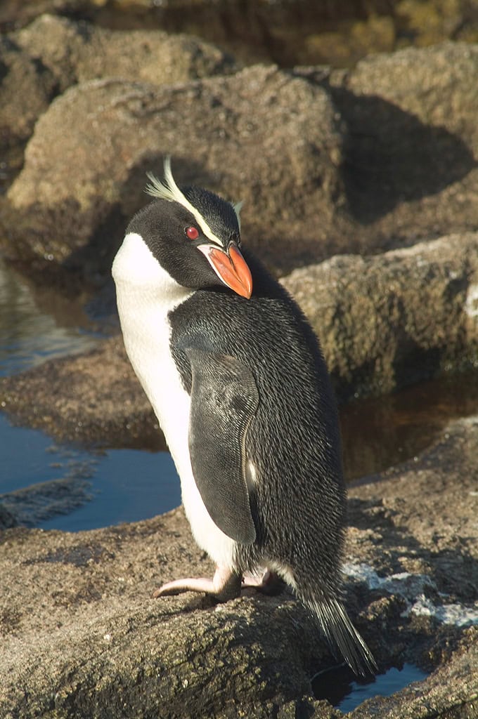 13 Penguin Species With Superpowers You Never Knew Existed