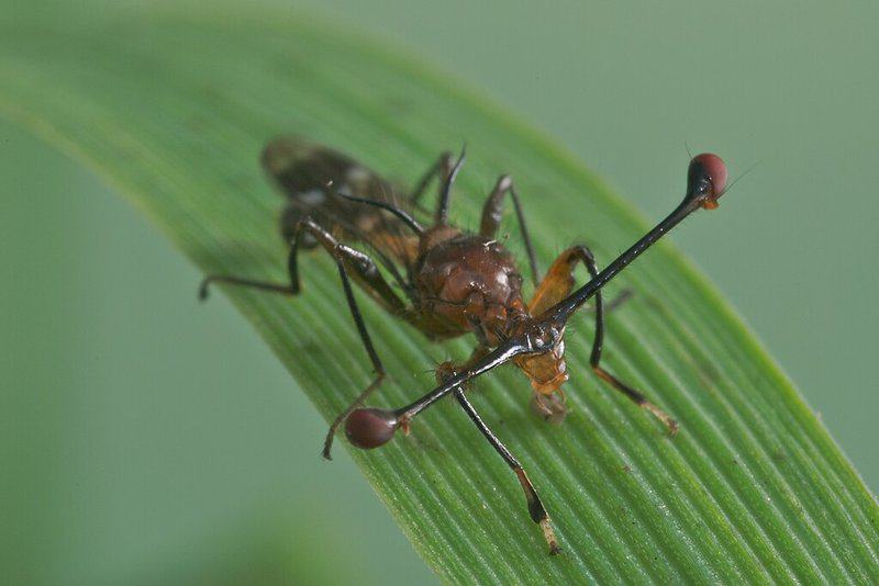 14 Weird Mating Habits of Insects That Redefine Reproduction