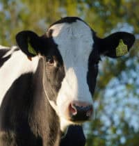 Creatures With Communication Skills That Rival Humans