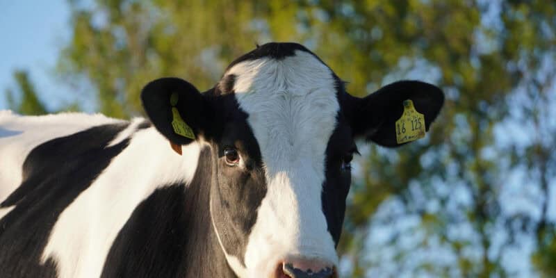 Creatures With Communication Skills That Rival Humans