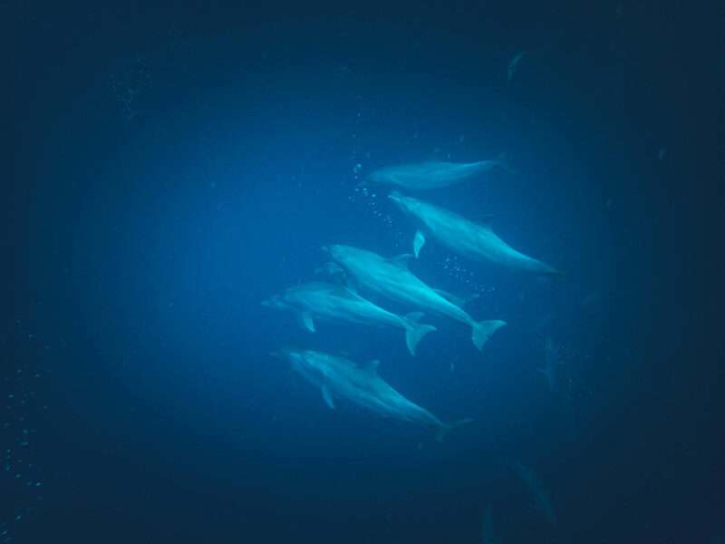 Creatures With Communication Skills That Rival Humans