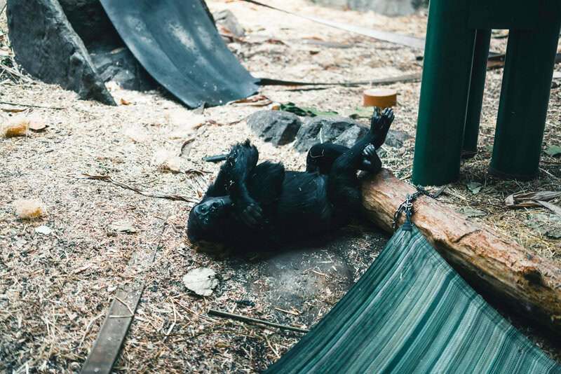 Creatures With Communication Skills That Rival Humans