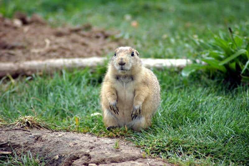 Creatures With Communication Skills That Rival Humans