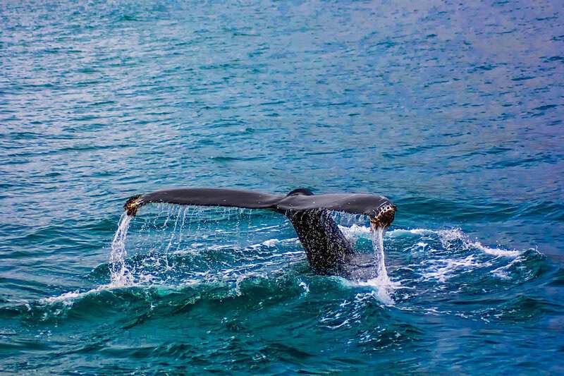 Creatures With Communication Skills That Rival Humans