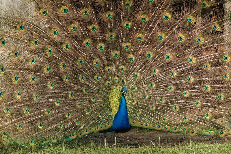 Creatures With Communication Skills That Rival Humans