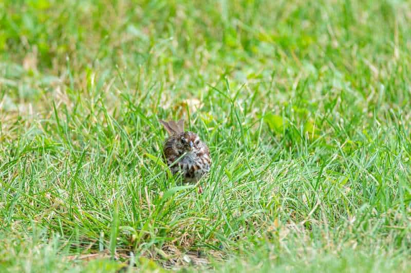 Creatures With Communication Skills That Rival Humans