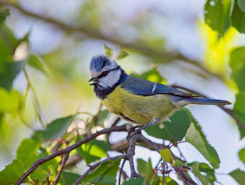 Creatures With Communication Skills That Rival Humans