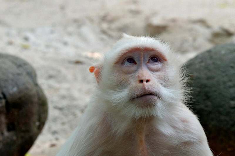 Creatures With Communication Skills That Rival Humans