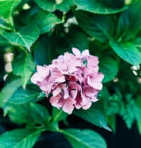 Plants That Can Sense Their Environment