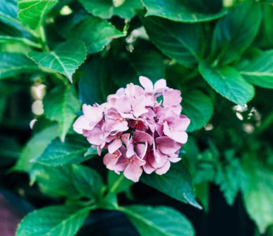 Plants That Can Sense Their Environment