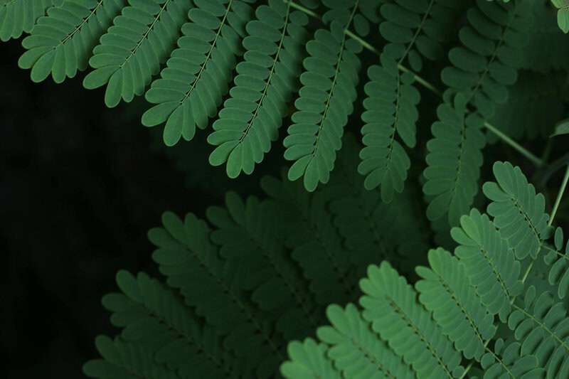 Plants That Can Sense Their Environment