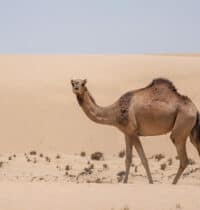 Animals That Survive Conditions No Human Could