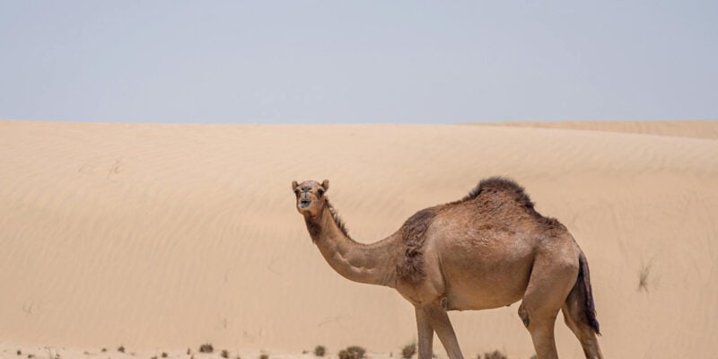 Animals That Survive Conditions No Human Could