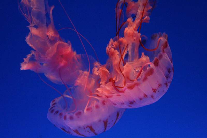 Plants That Can Sense Their Environment