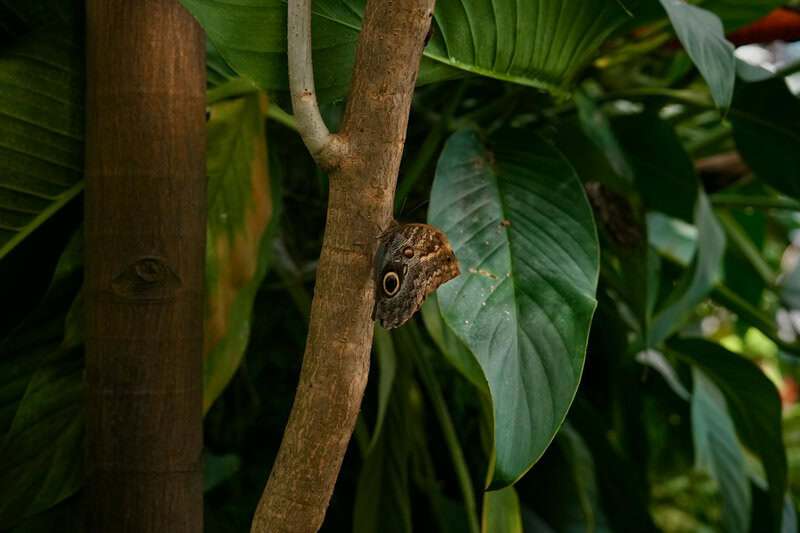 Plants That Can Sense Their Environment