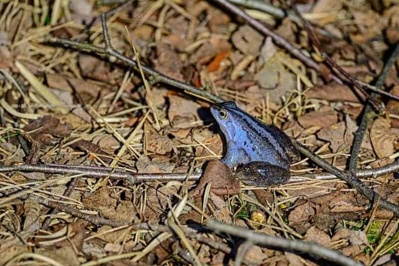 Animals That Survive Conditions No Human Could