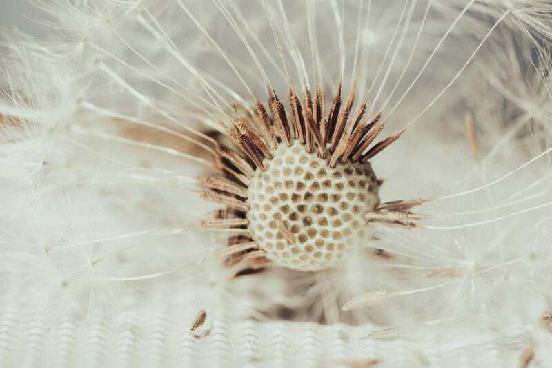 Plants That Can Sense Their Environment