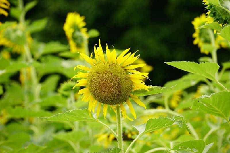 Plants That Can Sense Their Environment