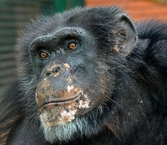 Animals That Use Tools in the Wild