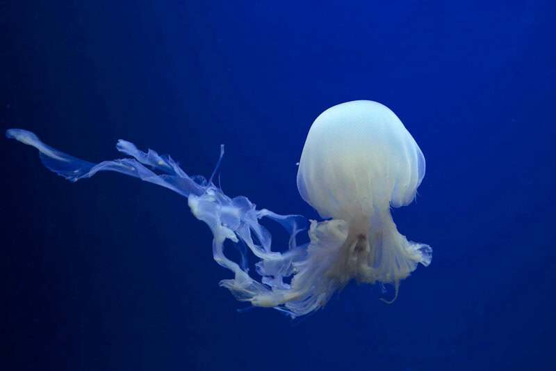 Animals That Survive Conditions No Human Could