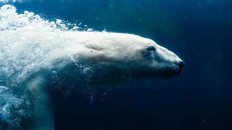 Animals That Survive Conditions No Human Could