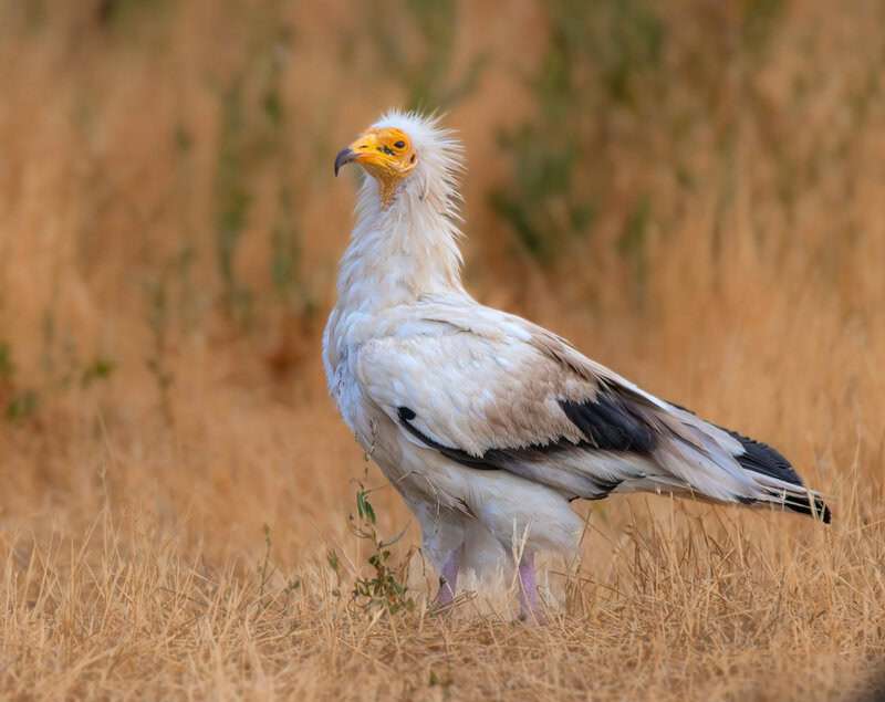 Animals That Use Tools in the Wild