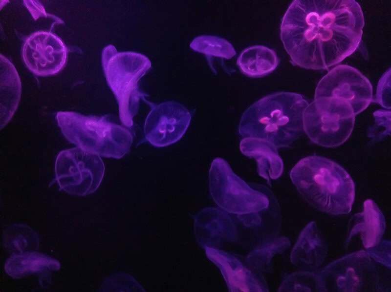 Animals That Survive Conditions No Human Could