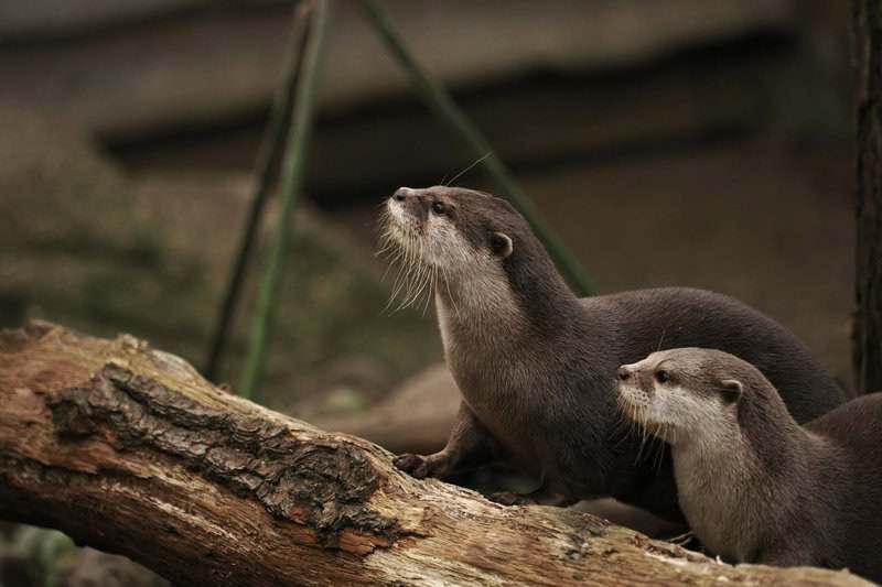 Animals That Use Tools in the Wild